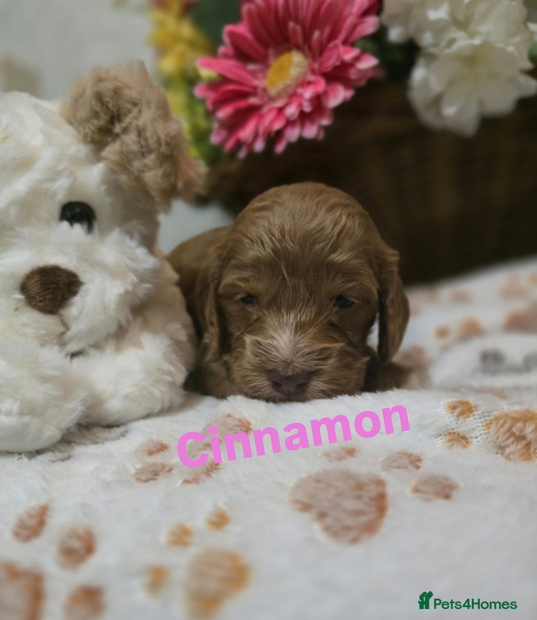 Cockapoo dogs for sale: Health tested cockerpoo F1 pups licensed Breeder  - Advert 26