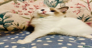 Ragdoll cats - Advert 5