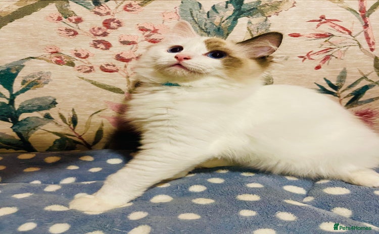 Ragdoll cats - Advert 7