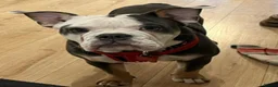 Olde English Bulldogge dogs for sale: Paddy the bull dog - Advert 2