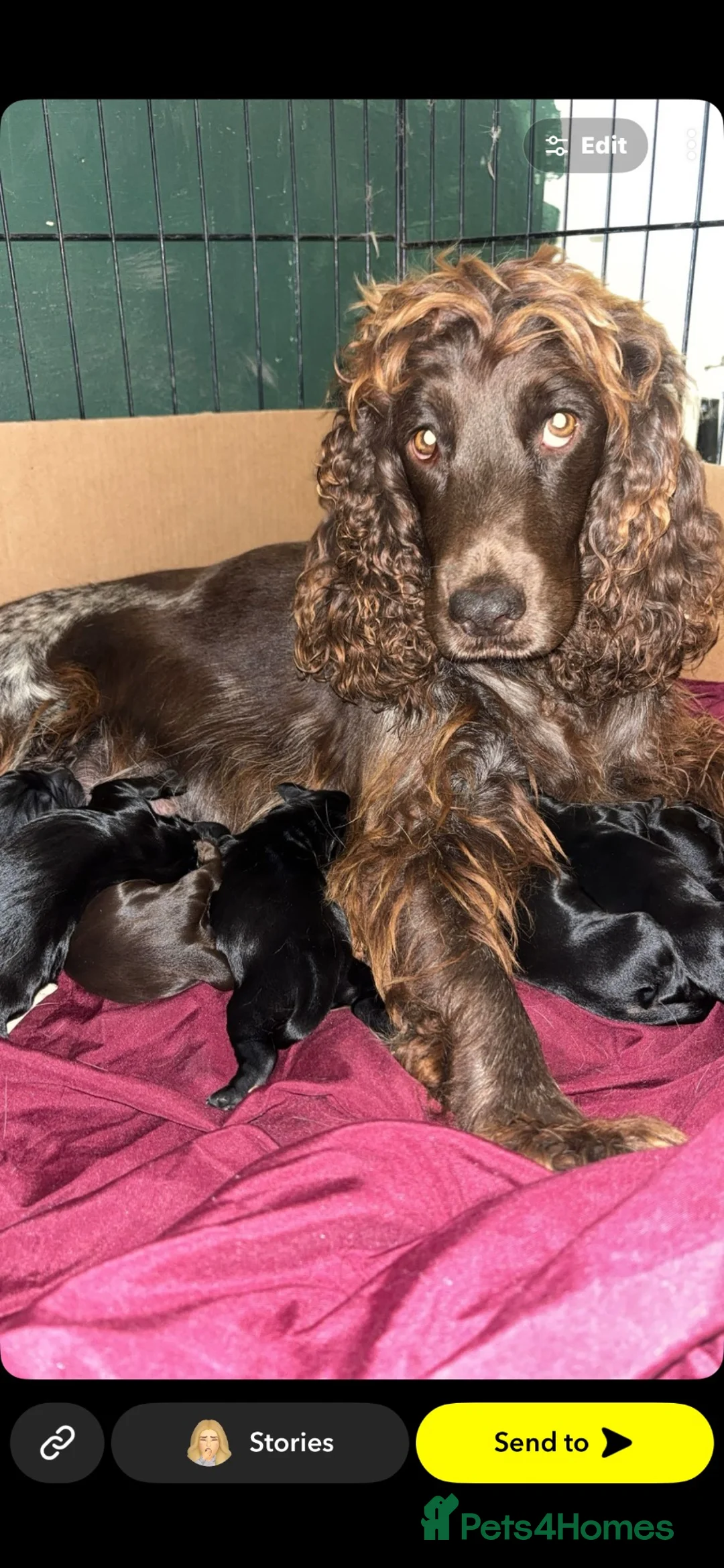 Cocker Spaniel dogs for sale: Show x working cocker spaniel litter  - Advert 1