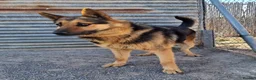 German Shepherd dogs for adoption: 🚨‼️URGENT‼️🚨 Bandit 💙🐾 - Advert 15