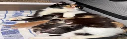 British Shorthair cats for sale: British shorthair kittens from champion lines  - Advert 20