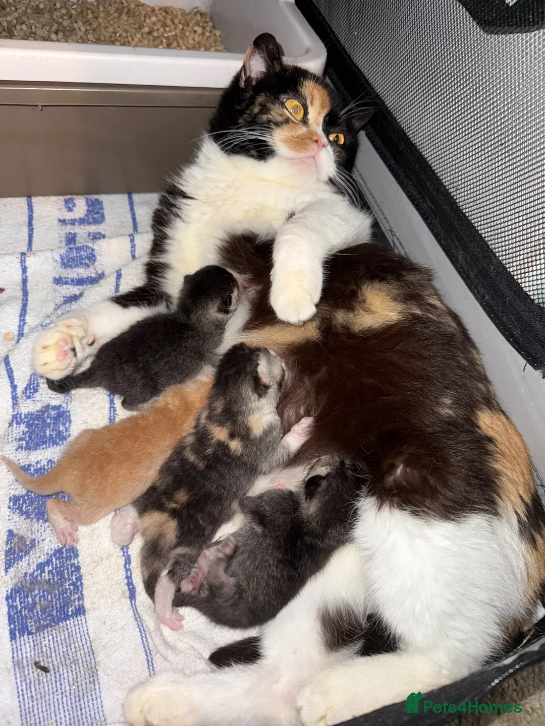 British Shorthair cats for sale: British shorthair kittens from champion lines  - Advert 20