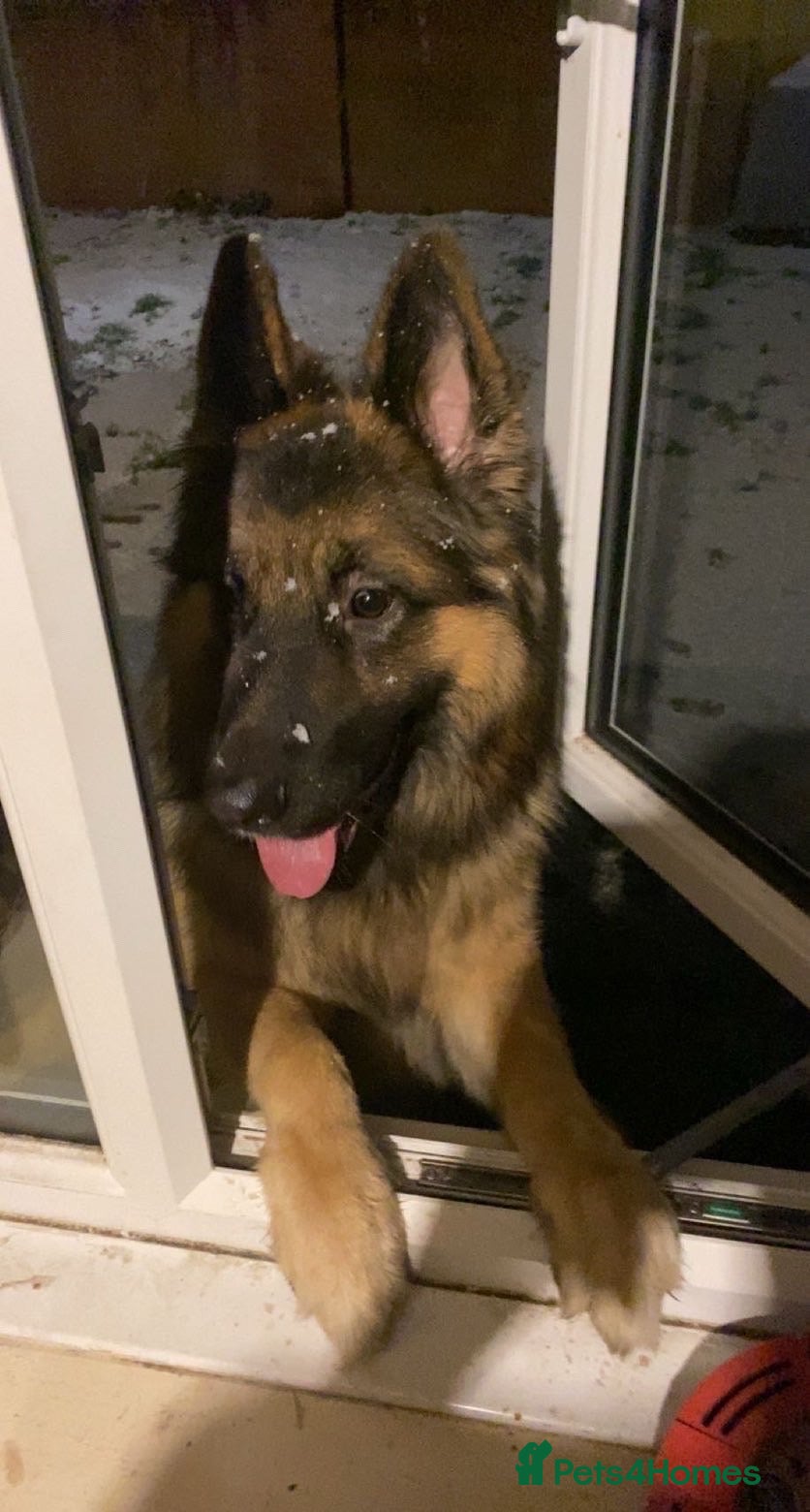 German Shepherd dogs German Shepard boy  - Advert 2