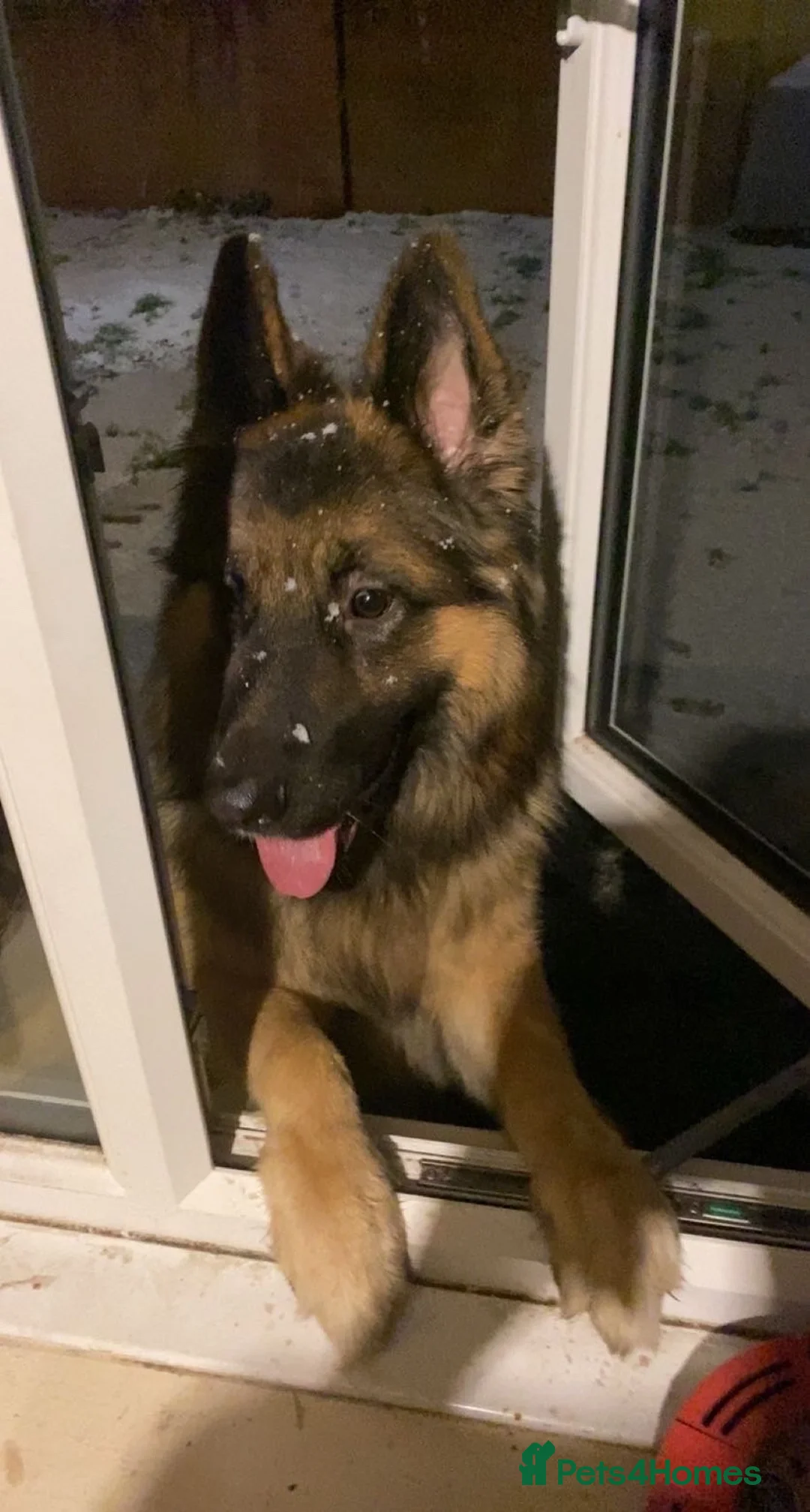 German Shepherd dogs for sale: German Shepard boy  - Advert 1