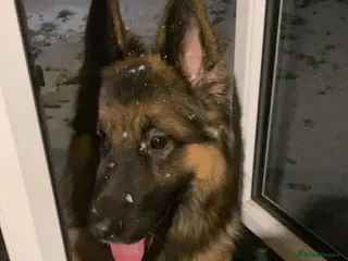 German Shepherd dogs German Shepard boy - Advert 2