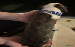 Mixed Breed dogs for sale: American bull staff - Image 12