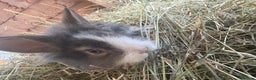 Mixed Breed rabbits for sale: Mixed breed rabbits ready now - Advert 1