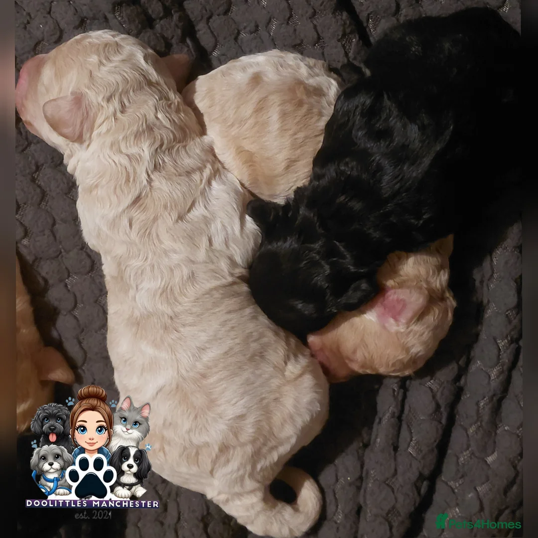 Cavapoo dogs for sale: 5* F1B Cavapoos  - Advert 5