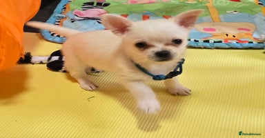 Mixed Breed dogs - Advert 2