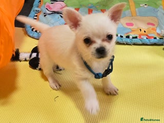 Mixed Breed dogs - Advert 4