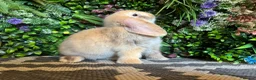 Mini Lop rabbits for sale: ⭐️Last chocolate harliquin boy⭐️ - Advert 4
