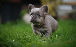 French Bulldog dogs for sale: French bulldog male - Advert 8