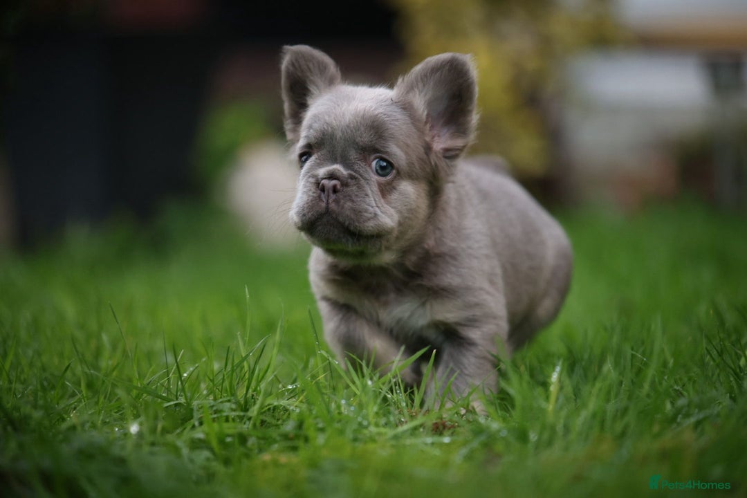 French Bulldog dogs for sale: French bulldog male - Advert 8