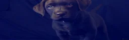 Labrador Retriever dogs for sale: Chocolate Labrador in Glasgow - Advert 33