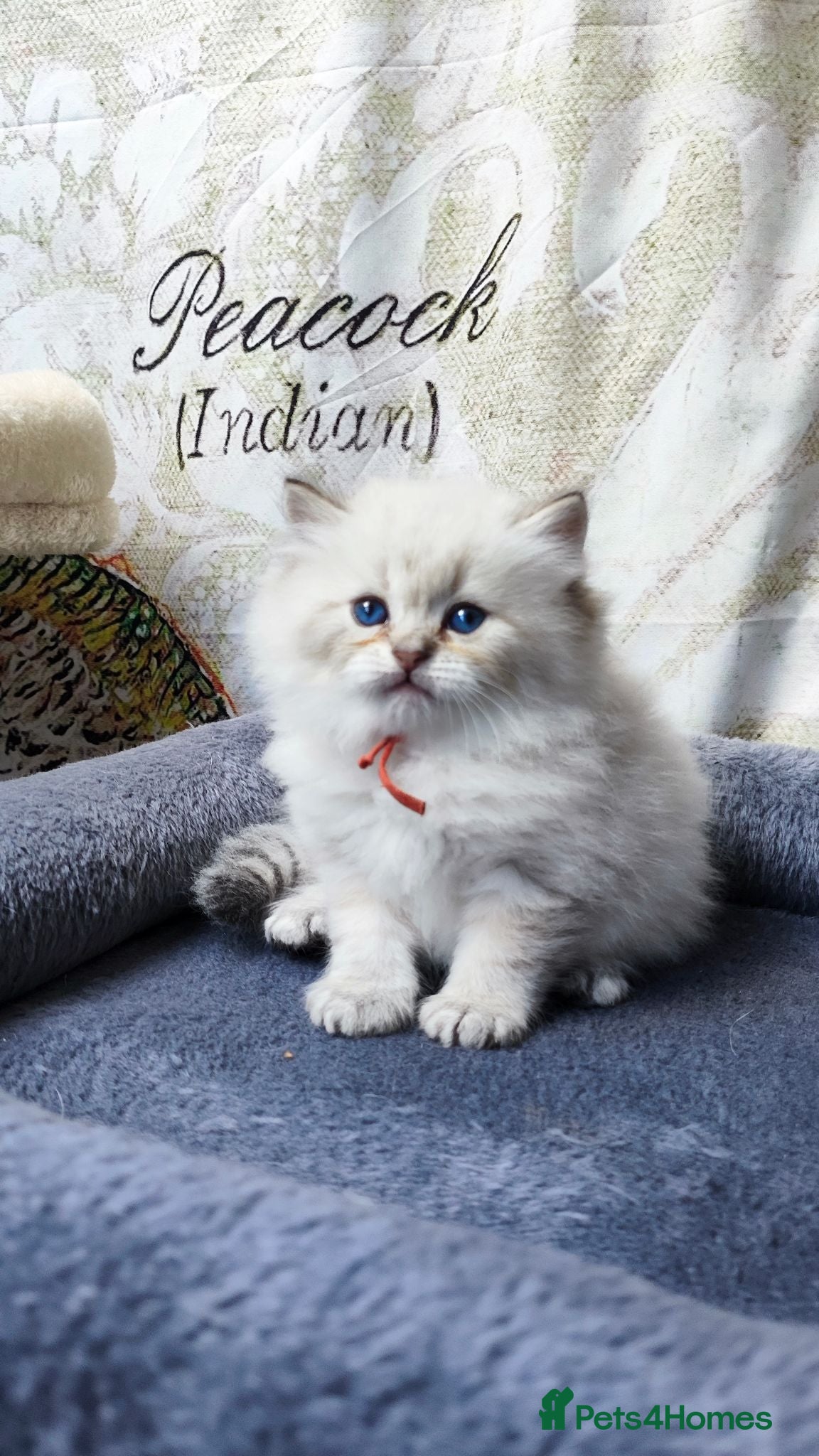 British Longhair cats PURE-Beautiful British kittens female long hair  - Advert 3