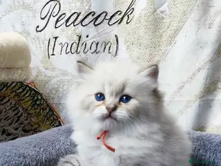 British Longhair cats PURE-Beautiful British kittens female long hair - Advert 3