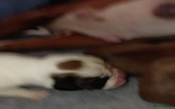 Boxer dogs for sale: Beautiful litter of six - Advert 8