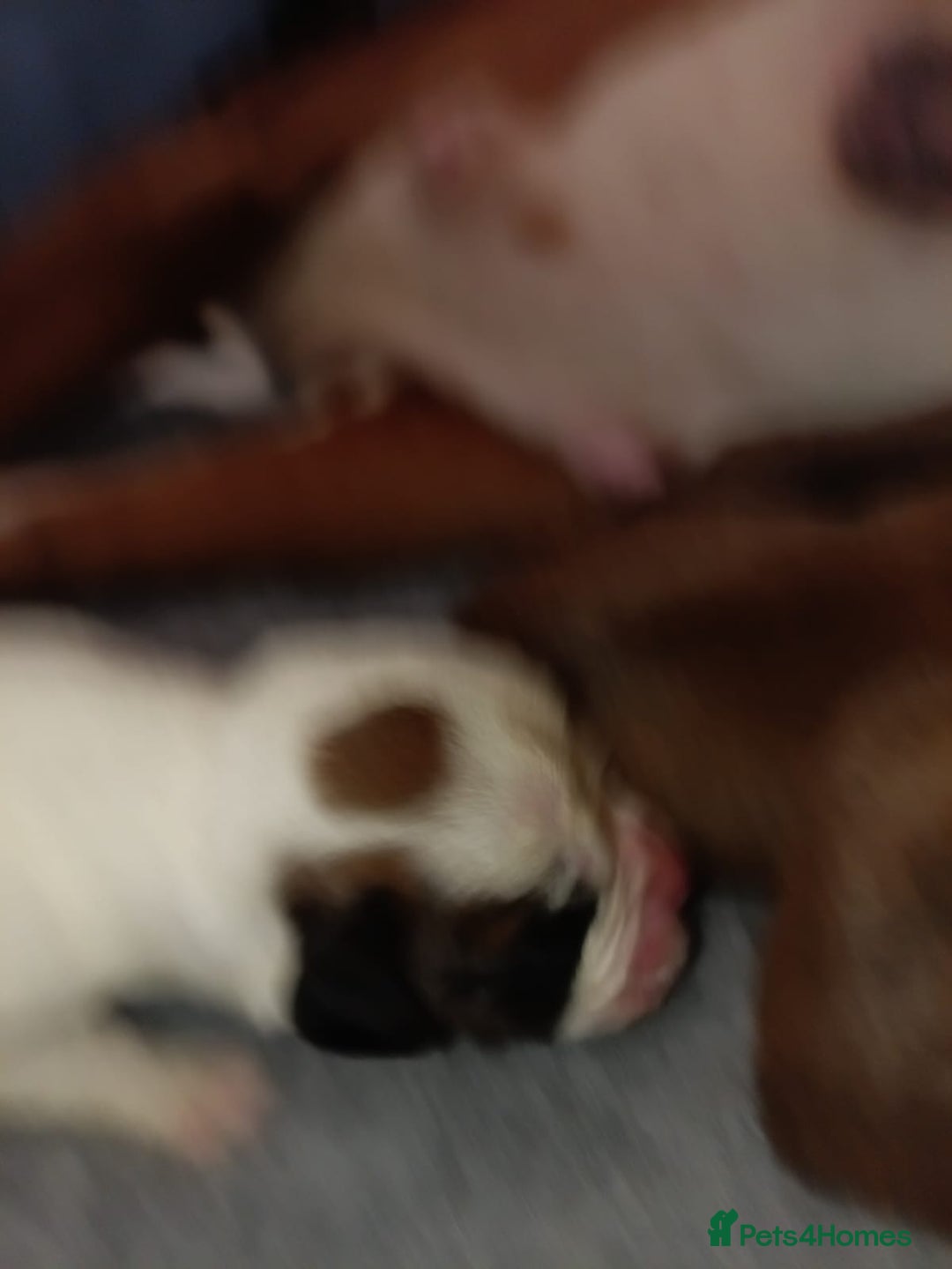 Boxer dogs for sale: Beautiful litter of six - Advert 8