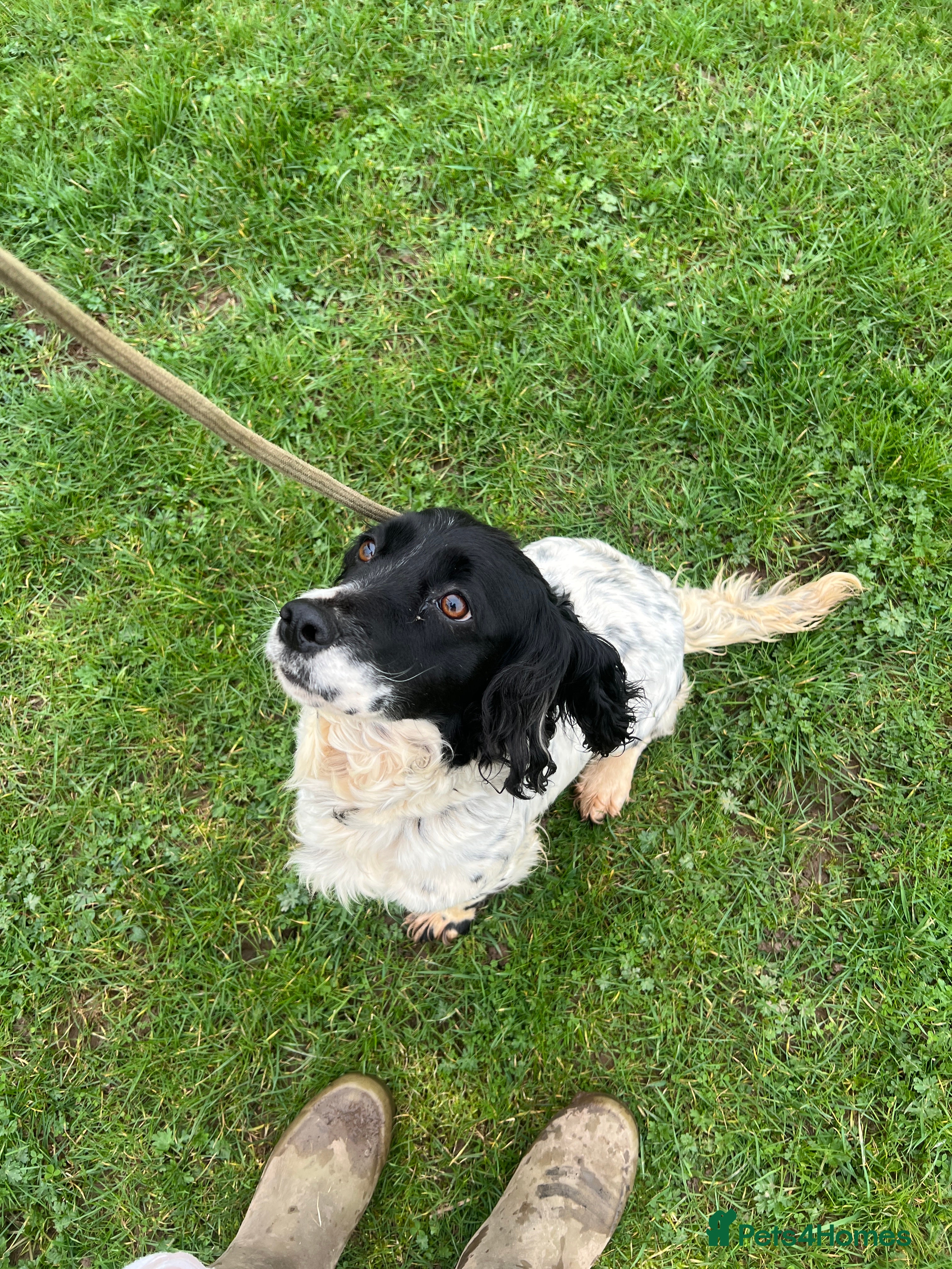 Cocker Spaniel dogs Spaniel Girl - Advert 2