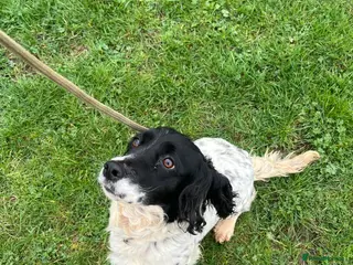 Cocker Spaniel dogs Spaniel Girl - Advert 2