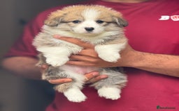 Welsh Corgi Pembroke dogs for sale:  Corgi Pembroke puppies available to loving homes - Image 10