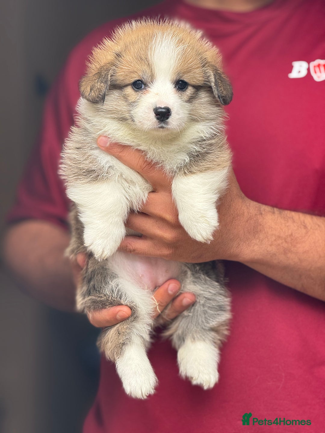 Welsh Corgi Pembroke dogs for sale:  Corgi Pembroke puppies available to loving homes - Image 10