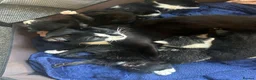 Domestic Shorthair cats for sale: 3 black and white kittens in Birmingham - Advert 4