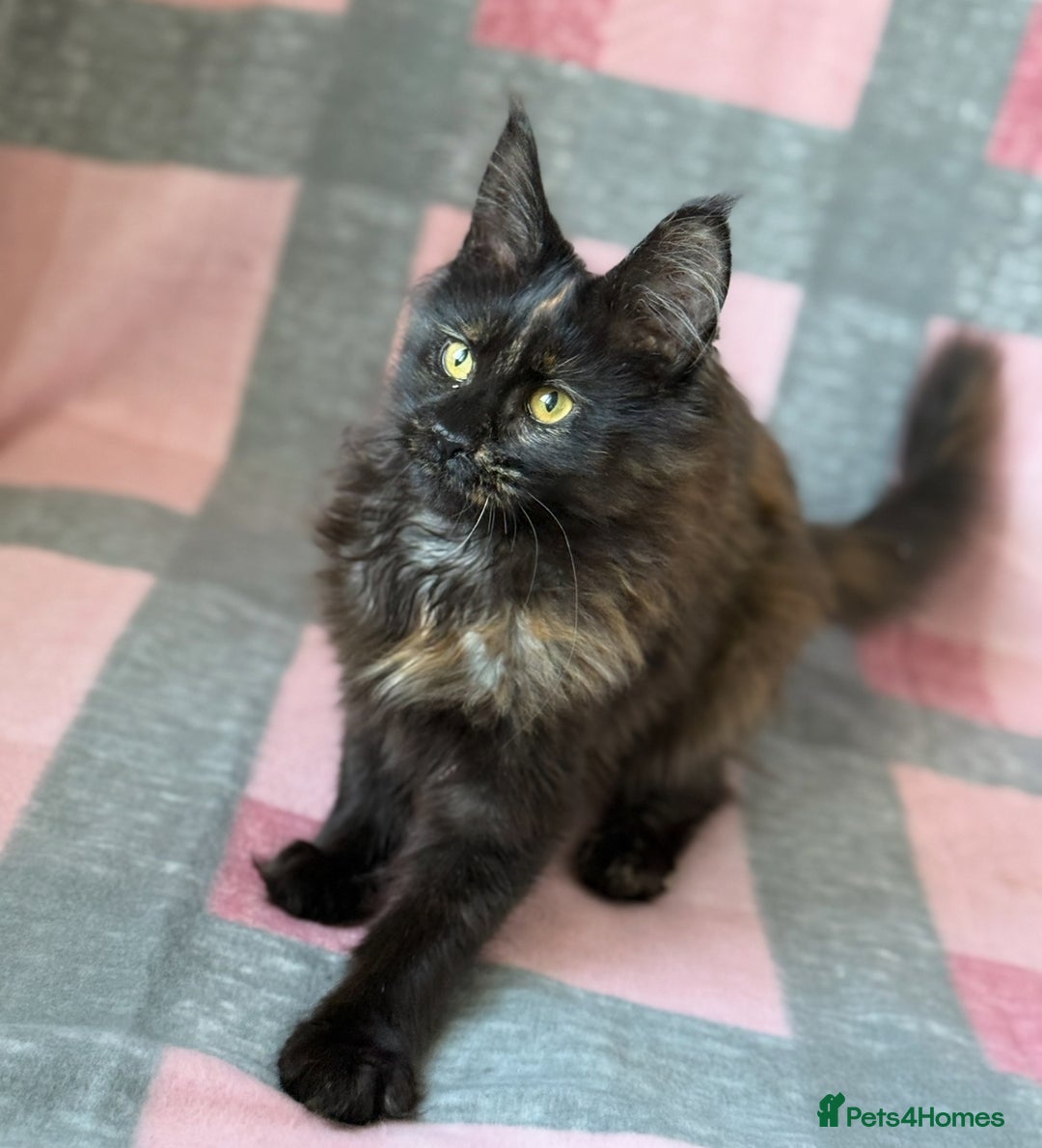 Maine Coon cats for sale: European Blood Lines GCCF Reg Main Coon Kittens  - Image 9