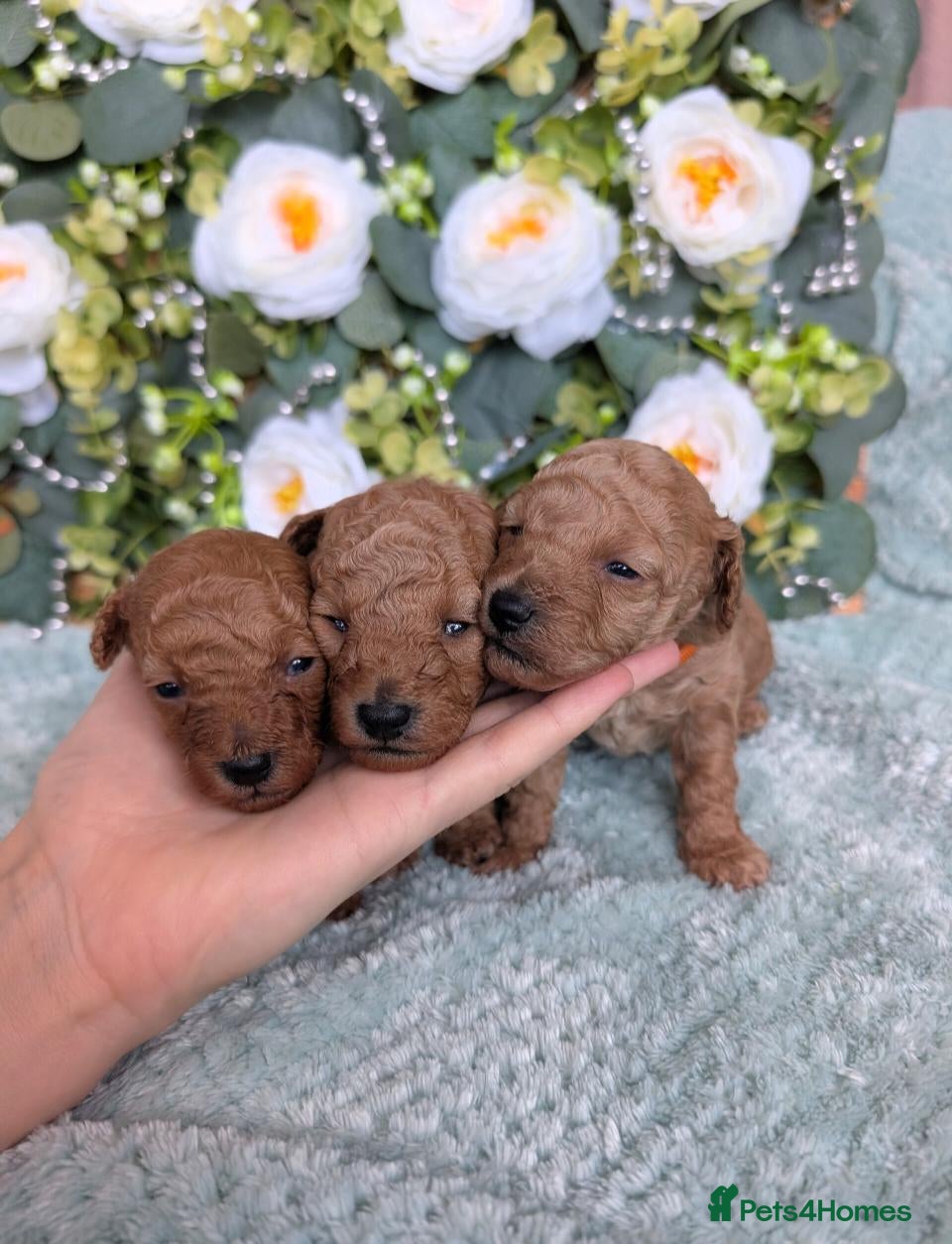 Toy Poodle dogs ❤️Toy poodl puppies❤️ HEALTH TESTED PARENTS  - Advert 5