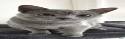 British Shorthair cats for sale: 🐾 Two Beautiful British Shorthair kittens 🐾 - Advert 8