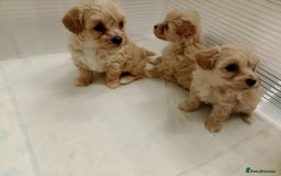 Maltipoo dogs for sale: Maltipoo  - Image 5