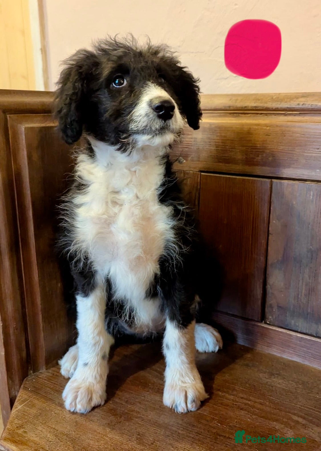 Bordoodle dogs Standard Bordoodle/Colliepoodle Puppies - Advert 5