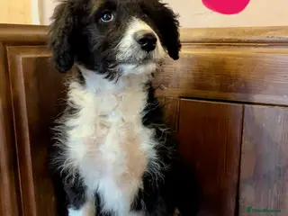 Bordoodle dogs Standard Bordoodle/Colliepoodle Puppies - Advert 5