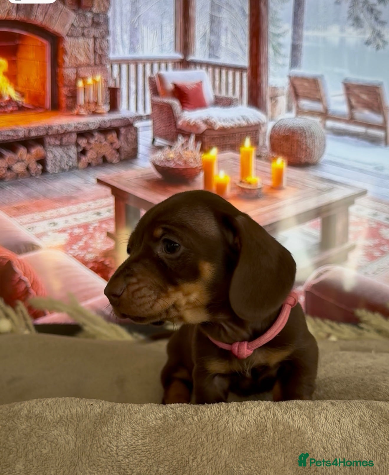 Miniature Dachshund dogs Chocolate and tan miniature dachshunds 3rd january - Advert 13