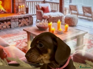 Miniature Dachshund dogs Chocolate and tan miniature dachshunds 3rd january - Advert 11