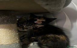 Mixed Breed cats for sale: Kittens for sale  - Image 10