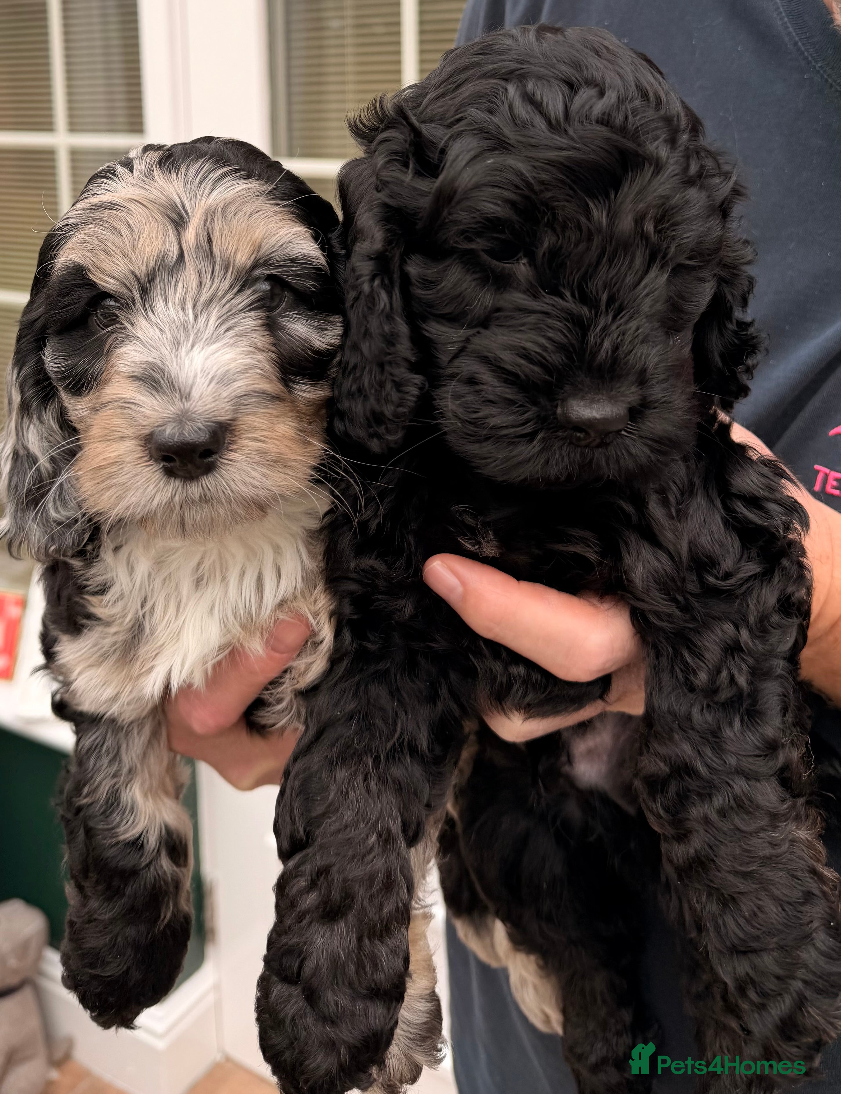 Cockapoo dogs F1 Cockapoo Puppies - Advert 12