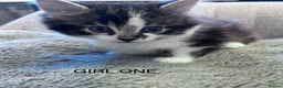 Maine Coon cats for sale: Kittens 7 weeks and ready to leave. 1/2 Maine coon in Eastbourne - Advert 11