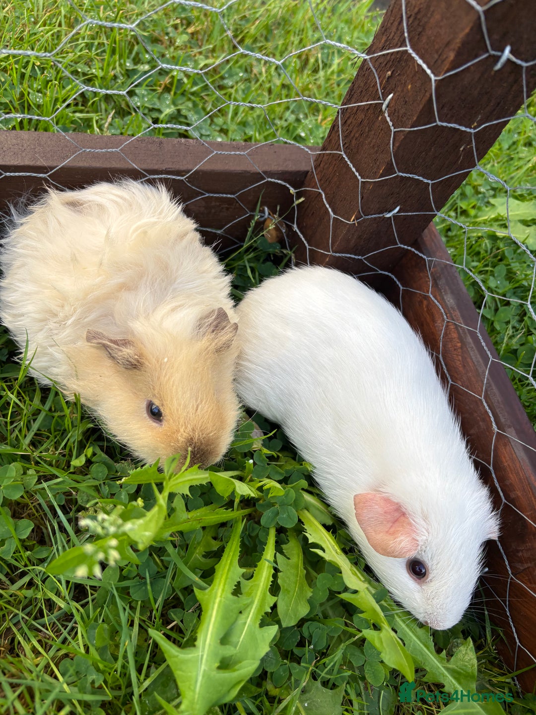 Guinea Pig rodents for sale: “4 Adorable Female Guinea Pigs with Hutch & Access - Image 4