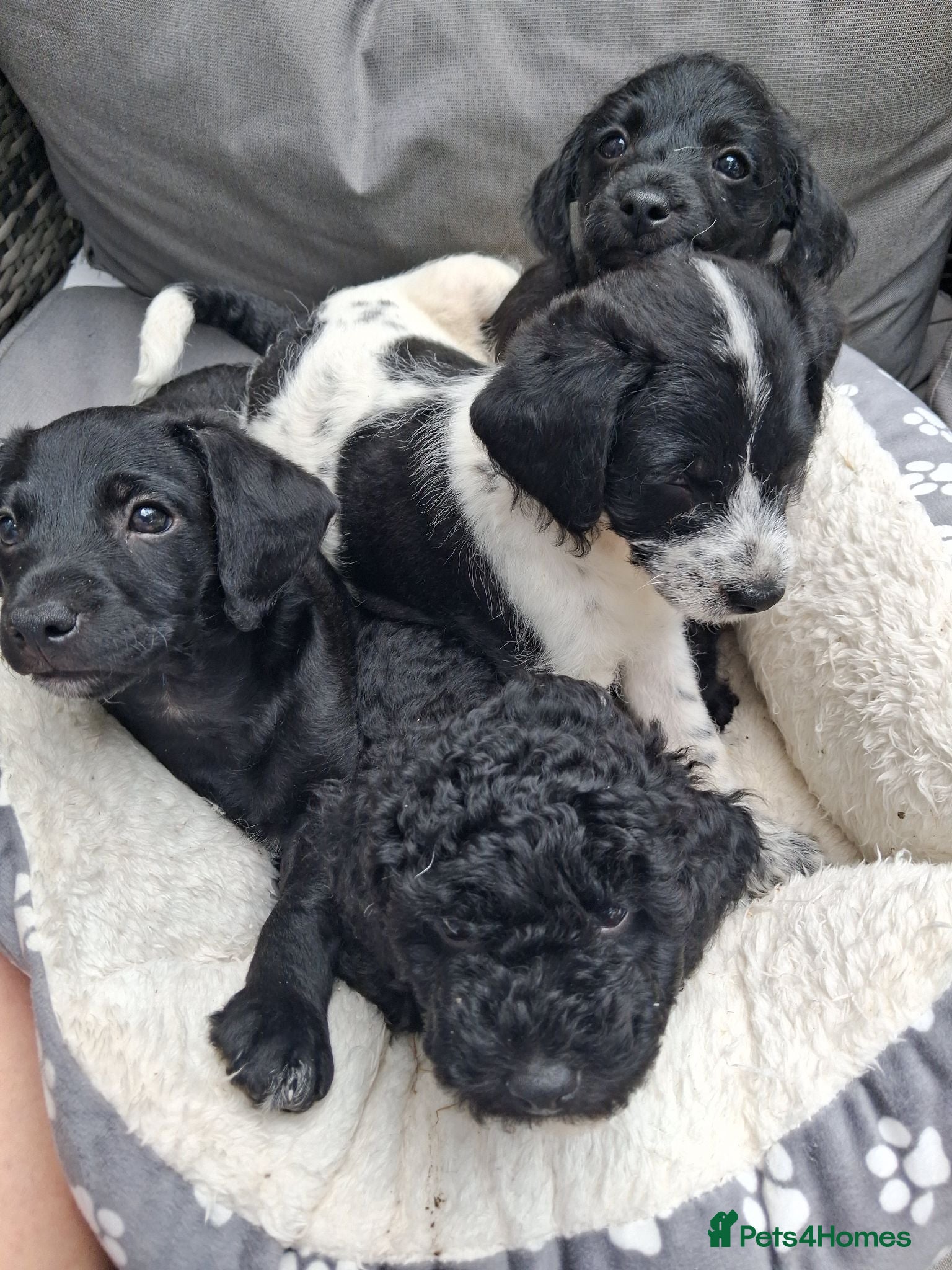 Chipoo dogs Miniature poodle cross chipoo  - Advert 1
