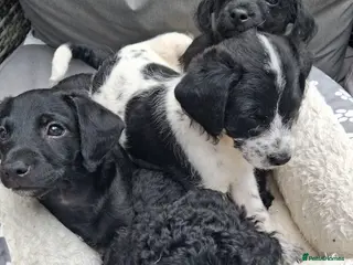 Chipoo dogs READY TO LEAVE CHIPOO - Advert 1