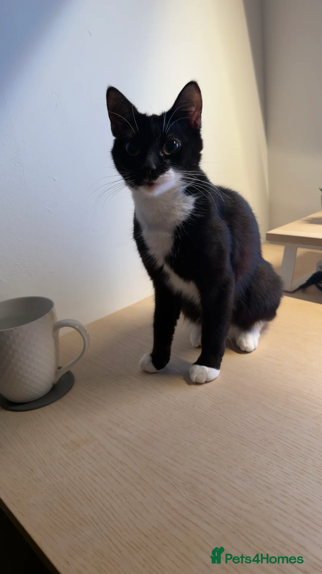 Mixed Breed cats for sale: Mixed breed tuxedo cat - Advert 3