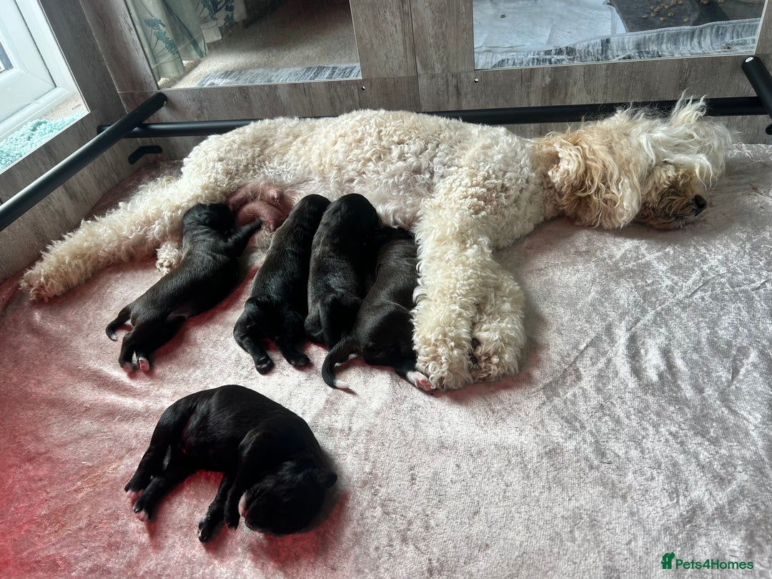 Mixed Breed dogs for sale:  Boxer-Doodle - Image 8