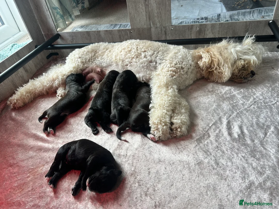 Mixed Breed dogs for sale:  Boxer-Doodle - Advert 18