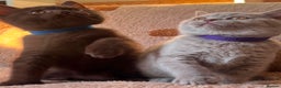 British Shorthair cats for sale: 🐾 British Shorthair Kittens Looking for Homes 🏡 - Advert 6