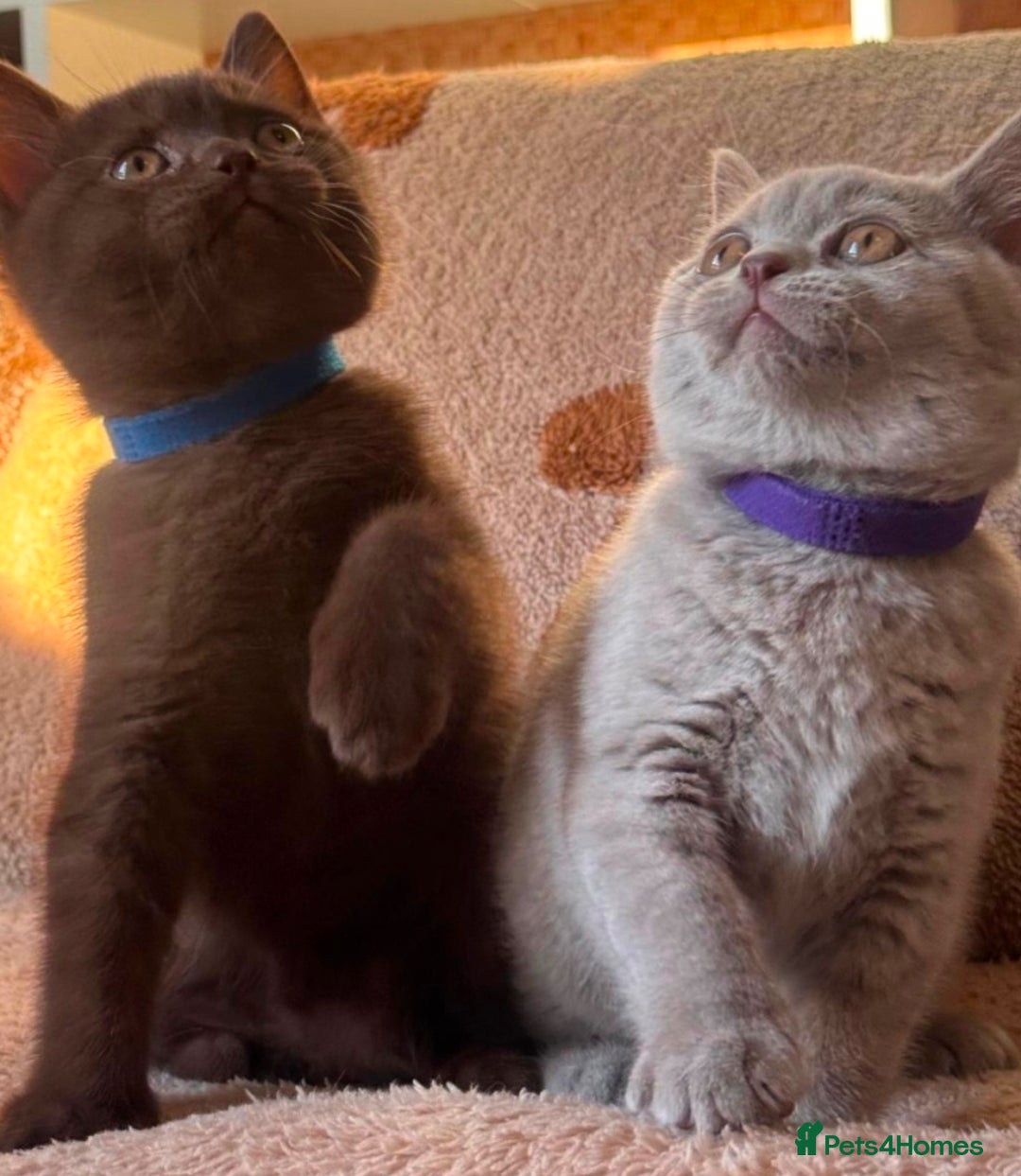 British Shorthair cats for sale: 🐾 British Shorthair Kittens Looking for Homes 🏡 - Advert 6