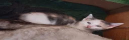 British Shorthair cats for sale: Five stunning kittens available immediately  - Advert 27
