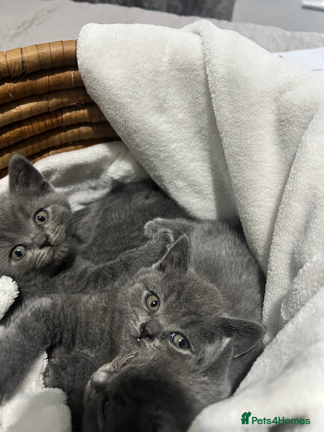 British Shorthair cats for sale: British shorthair hair kittens  - Image 9